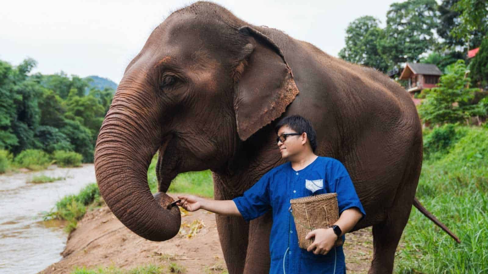 happy Asian man feeding Elephant with sugar cane in tropical green forest near river at sanctuary in Chiang Mai Thailand. mature adult in Thai Northern traditional cloths