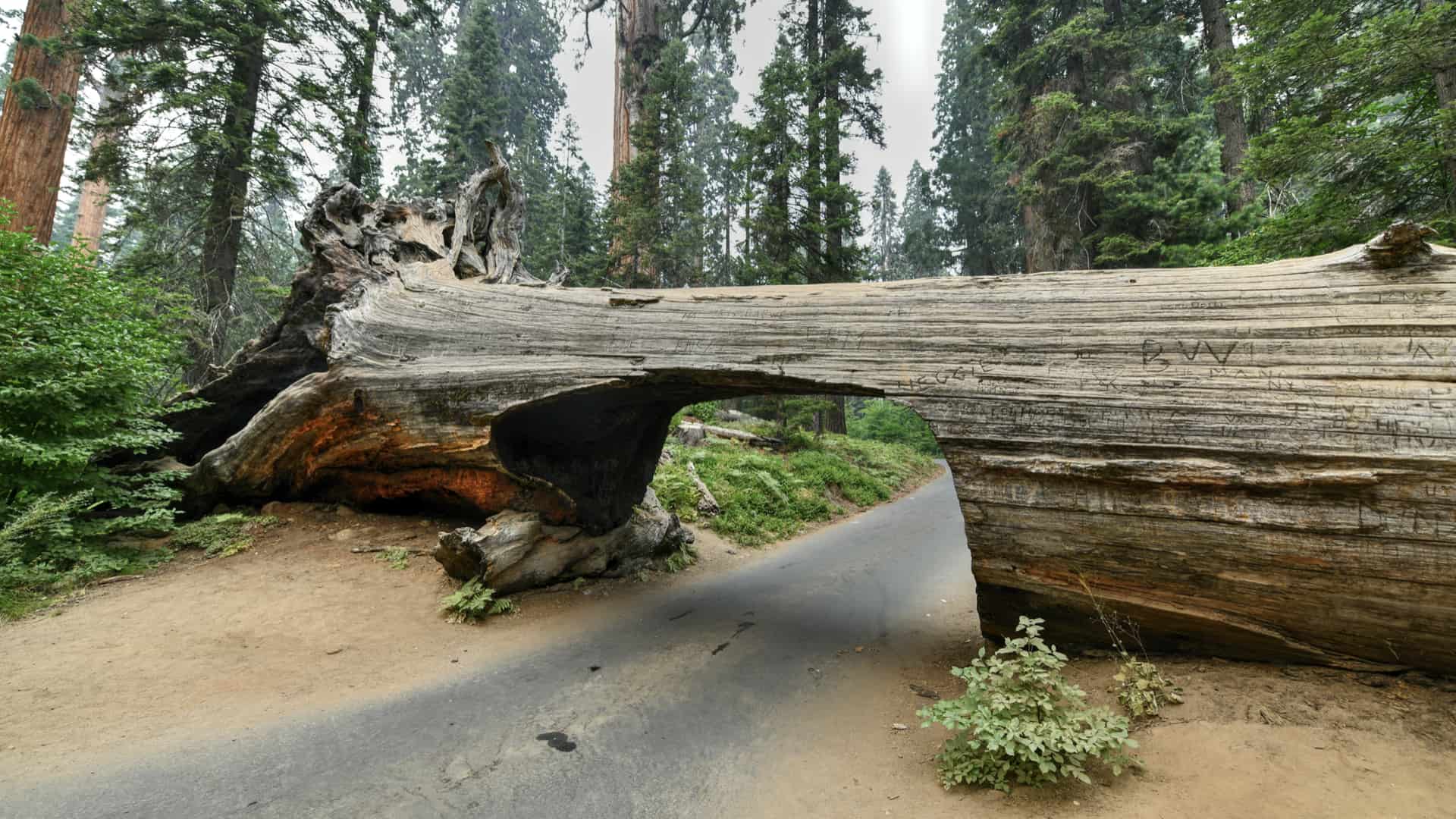 ‎sequoia national park