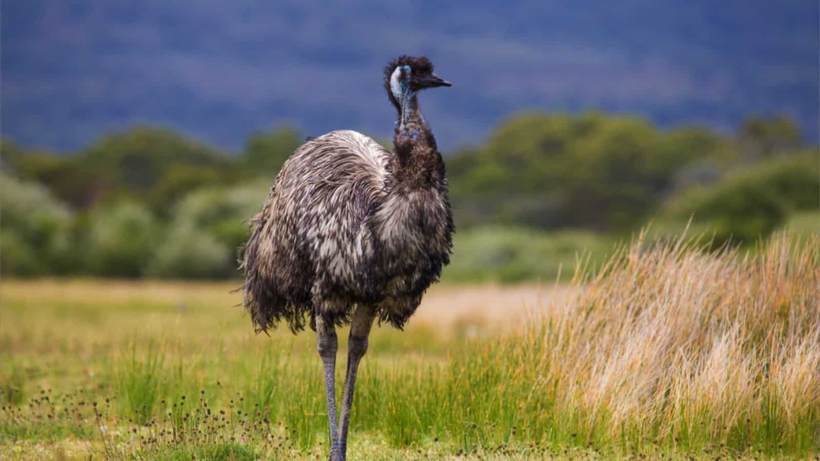 Australia Wild Emu found in national park