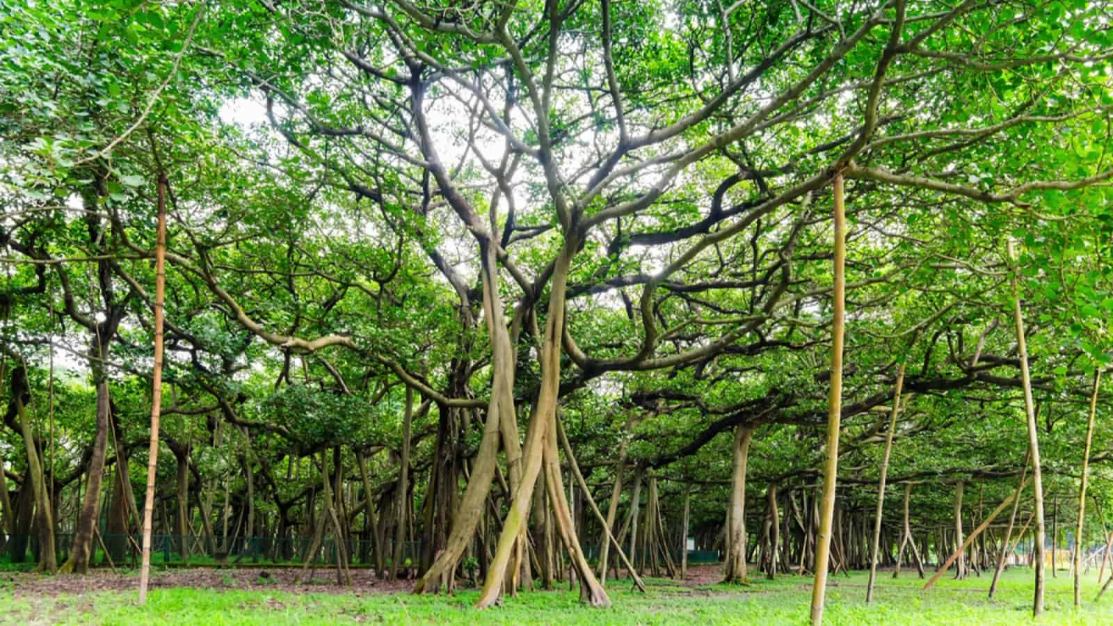 The Great Banyan is a banyan tree (Ficus benghalensis) located in Acharya Jagadish Chandra Bose Indian Botanic Garden, Howrah, near Kolkata, , West Bengal, India. More than 250 years old.