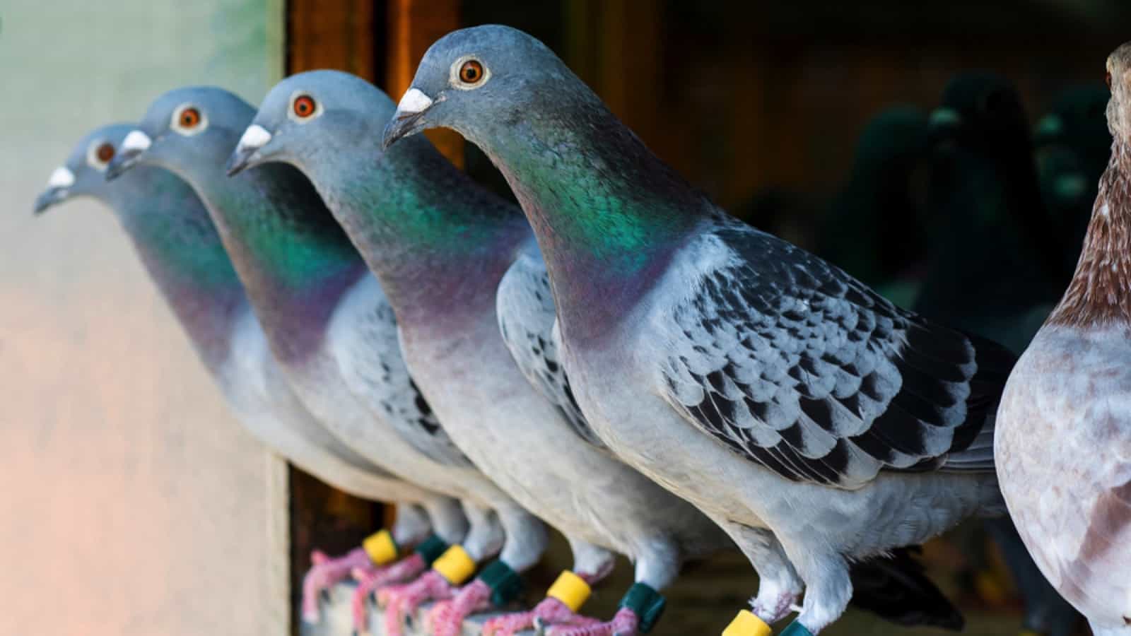 Homing pigeon in home loft